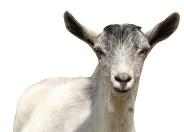Image of Cute goatling on white background. Animal husbandry