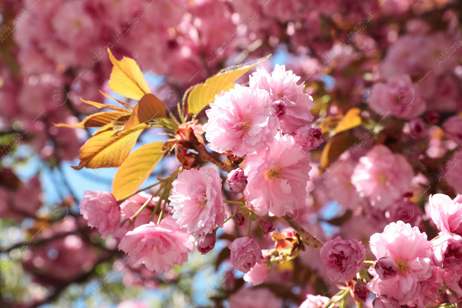 Photo of Sakura tree with beautiful blossoms on spring day outdoors