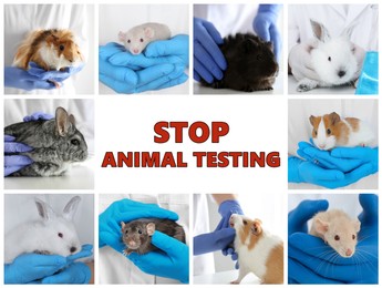 Image of Collage with different photos and text STOP ANIMAL TESTING 