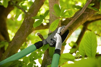 Pruning tree with secateurs outdoors. Gardening tool