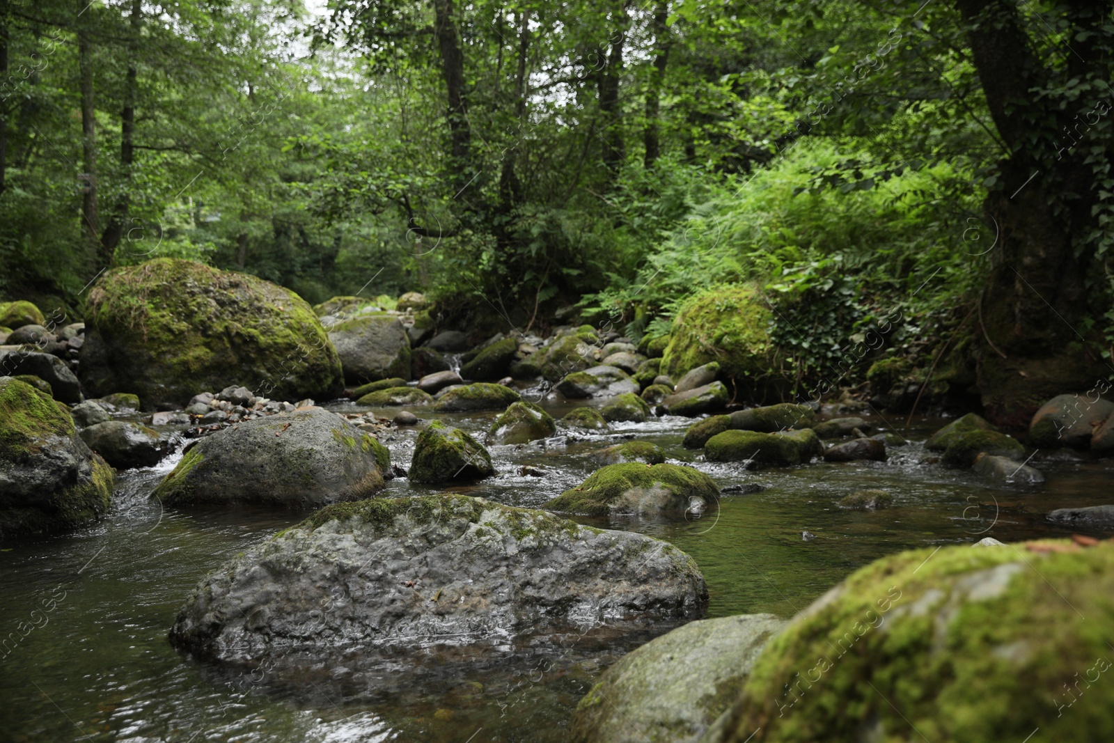 Photo of Picturesque view of mountain river, stones and green plants in forest