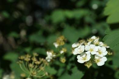Beautiful blossoming spiraea bush outdoors, closeup. Space for text