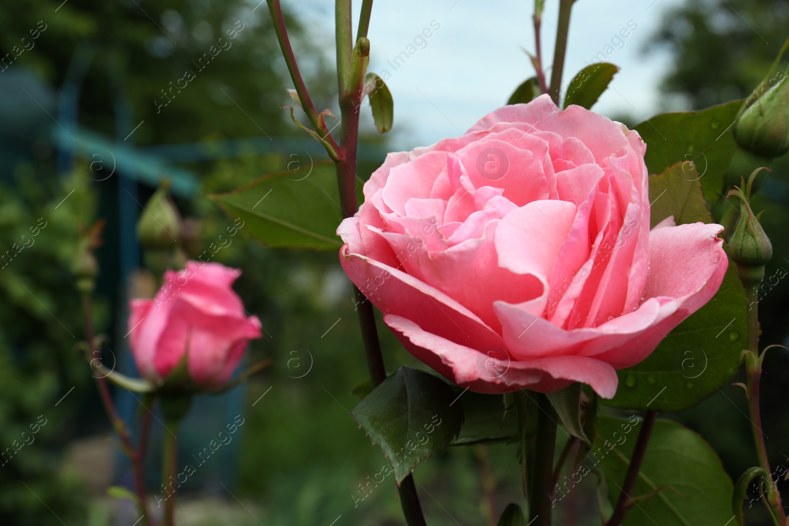 Photo of Beautiful pink rose flower with dew drops in garden, closeup. Space for text