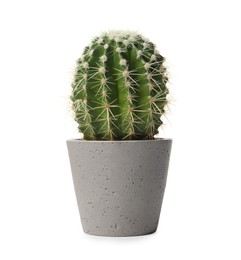 Photo of Beautiful cactus plant in pot on white background. House decor