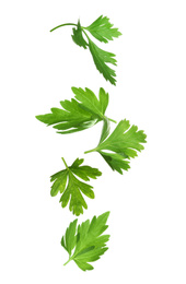 Image of Green parsley leaves falling on white background