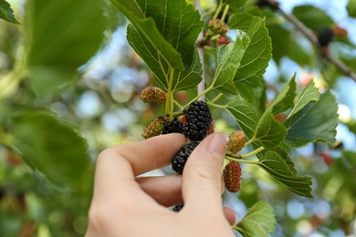 Woman picking up tasty ripe mulberry in garden, closeup