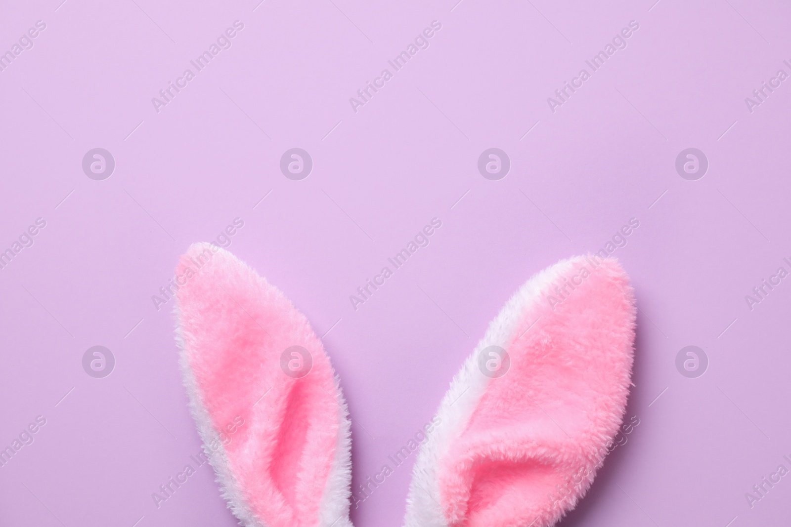 Photo of Easter bunny ears on violet background, top view. Space for text