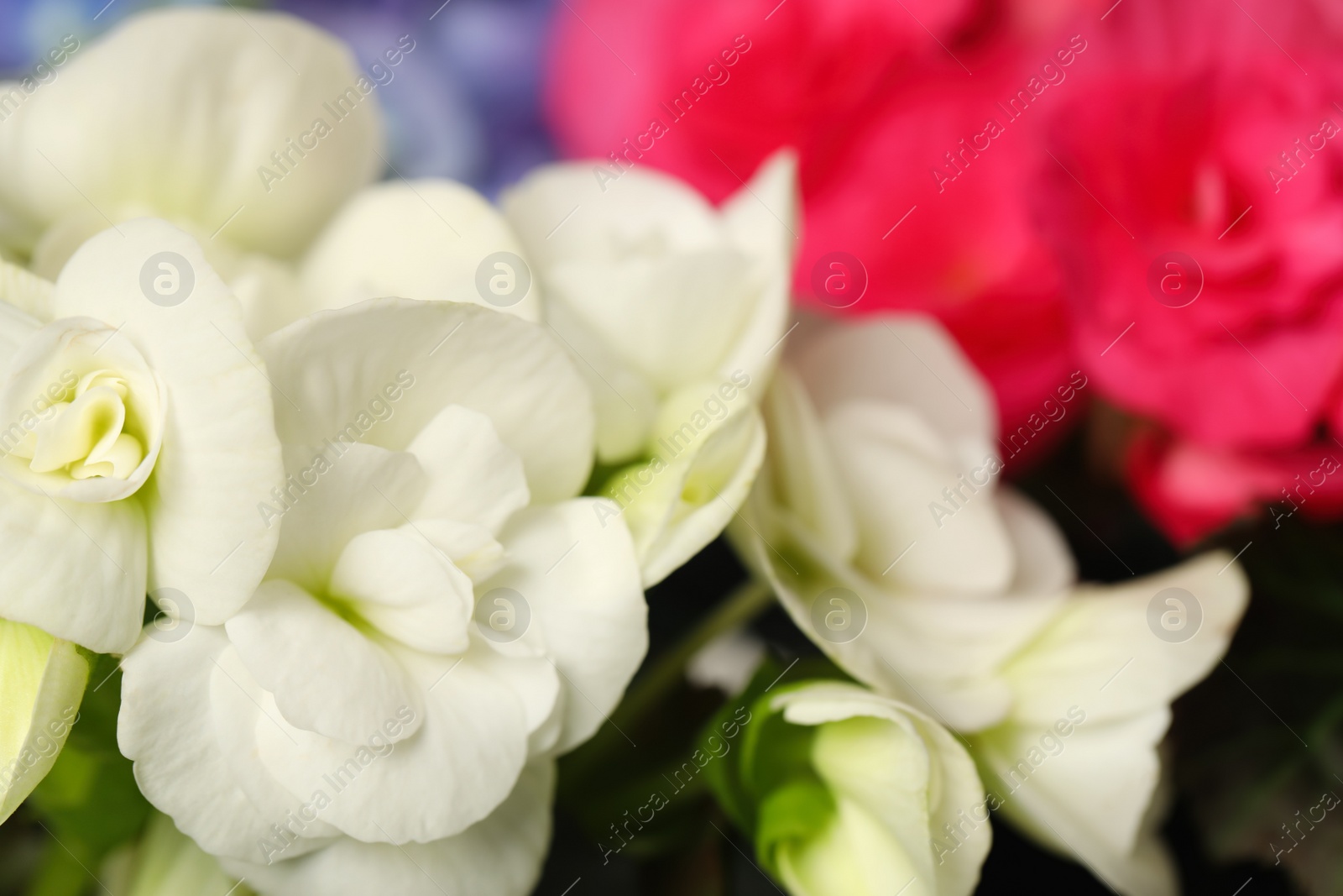 Photo of Many beautiful colorful flowers as background, closeup. Space for text