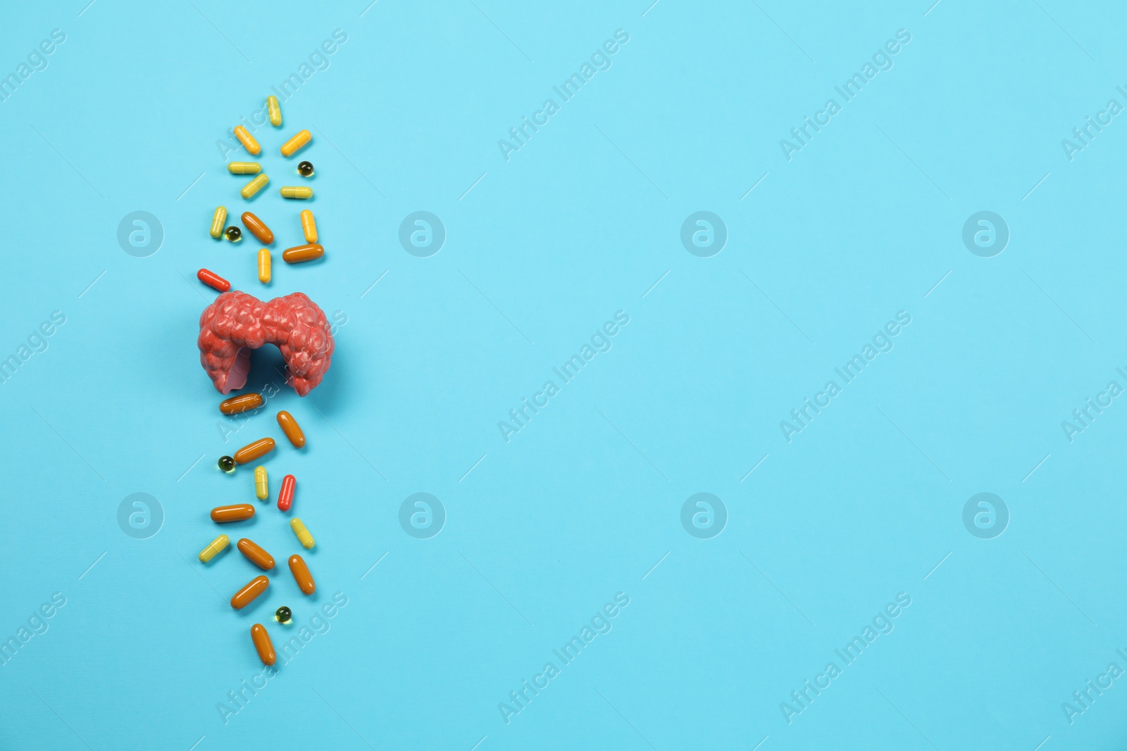 Photo of Endocrinology. Capsules and model of thyroid gland on light blue background, above view. Space for text
