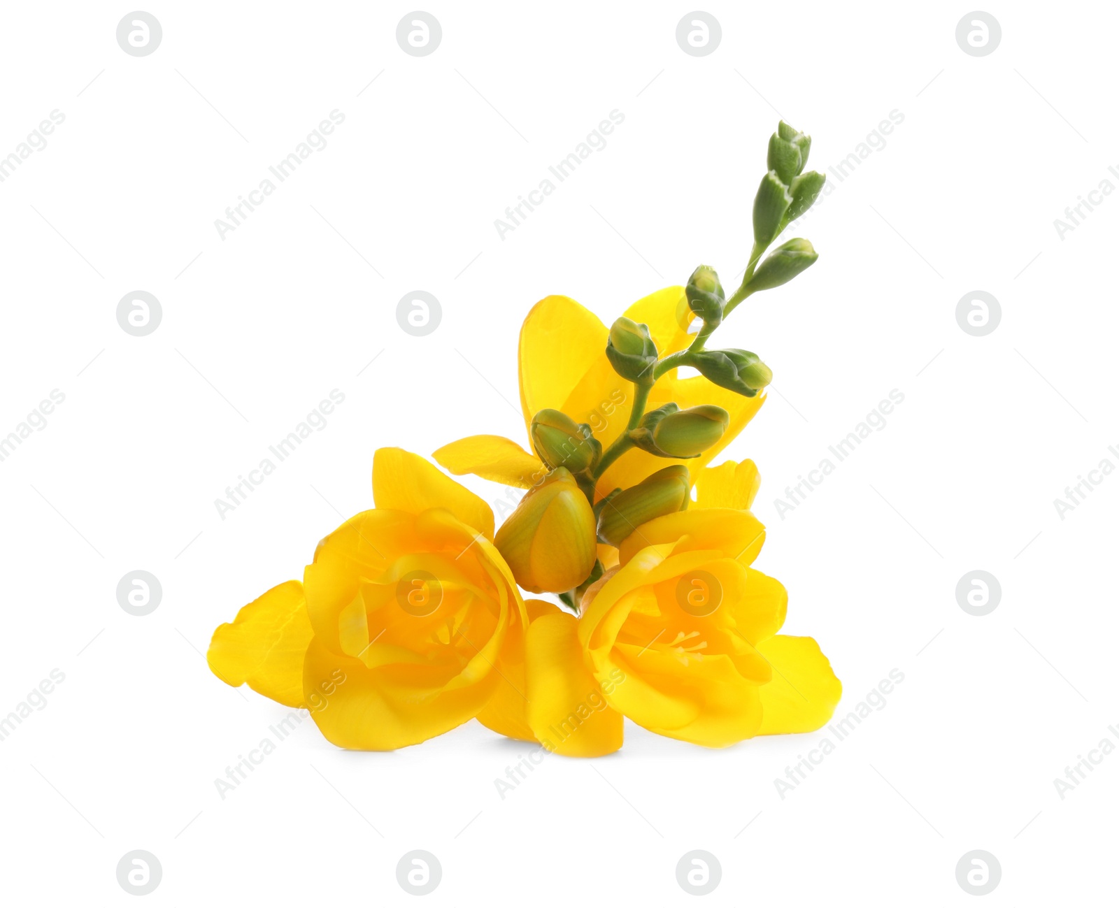 Photo of Beautiful yellow freesia flowers on white background