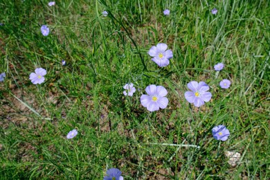 Beautiful blooming flax plants outdoors on sunny day