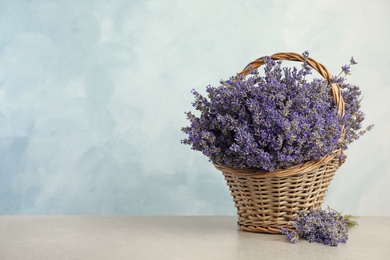 Photo of Fresh lavender flowers in basket on stone table against blue background, space for text