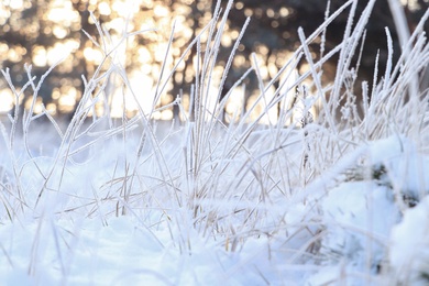 Photo of Dry plants covered with hoarfrost outdoors on winter morning