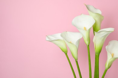 Photo of Beautiful calla lily flowers on pink background. Space for text