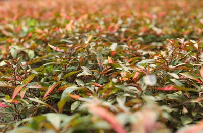 Many fresh green seedlings as background, closeup