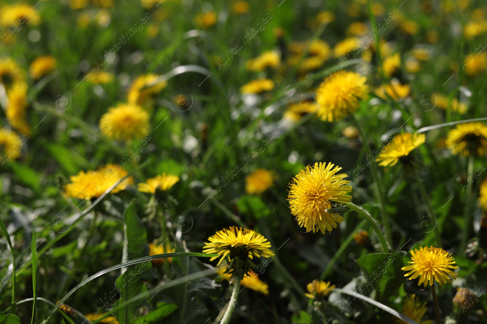 Photo of Beautiful bright yellow dandelions in green grass on sunny day, closeup