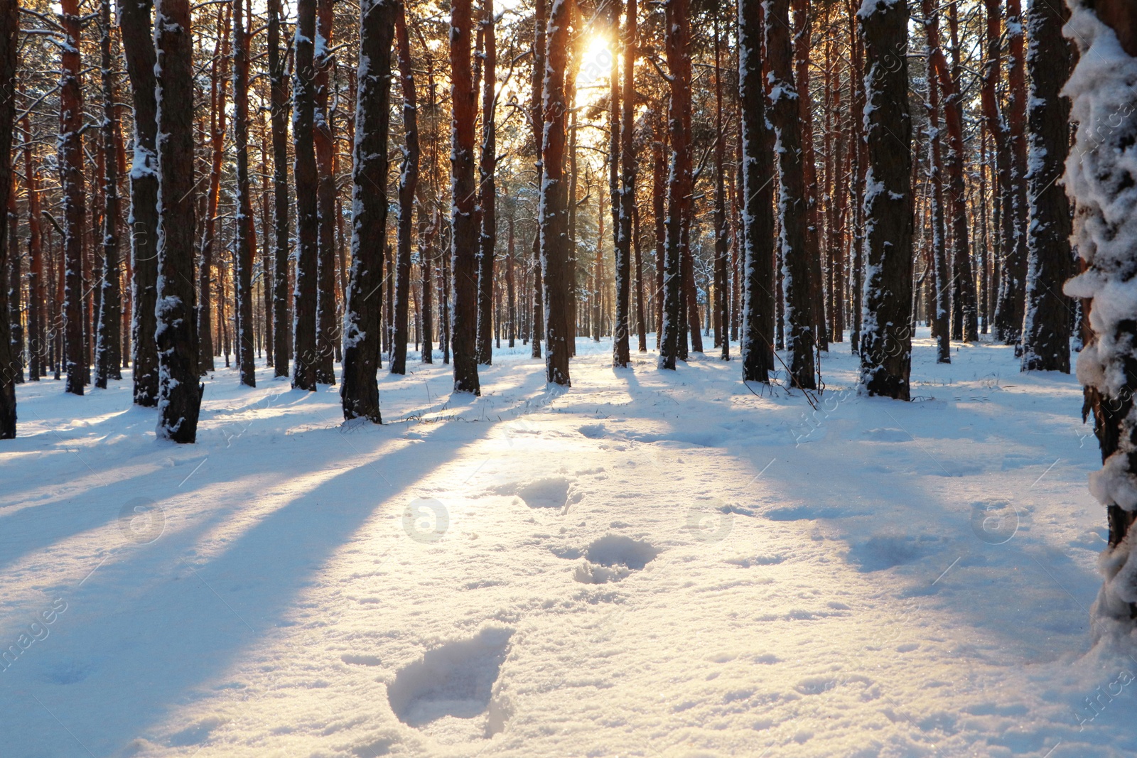 Photo of Footprints in snowy winter forest at sunrise