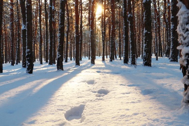 Photo of Footprints in snowy winter forest at sunrise