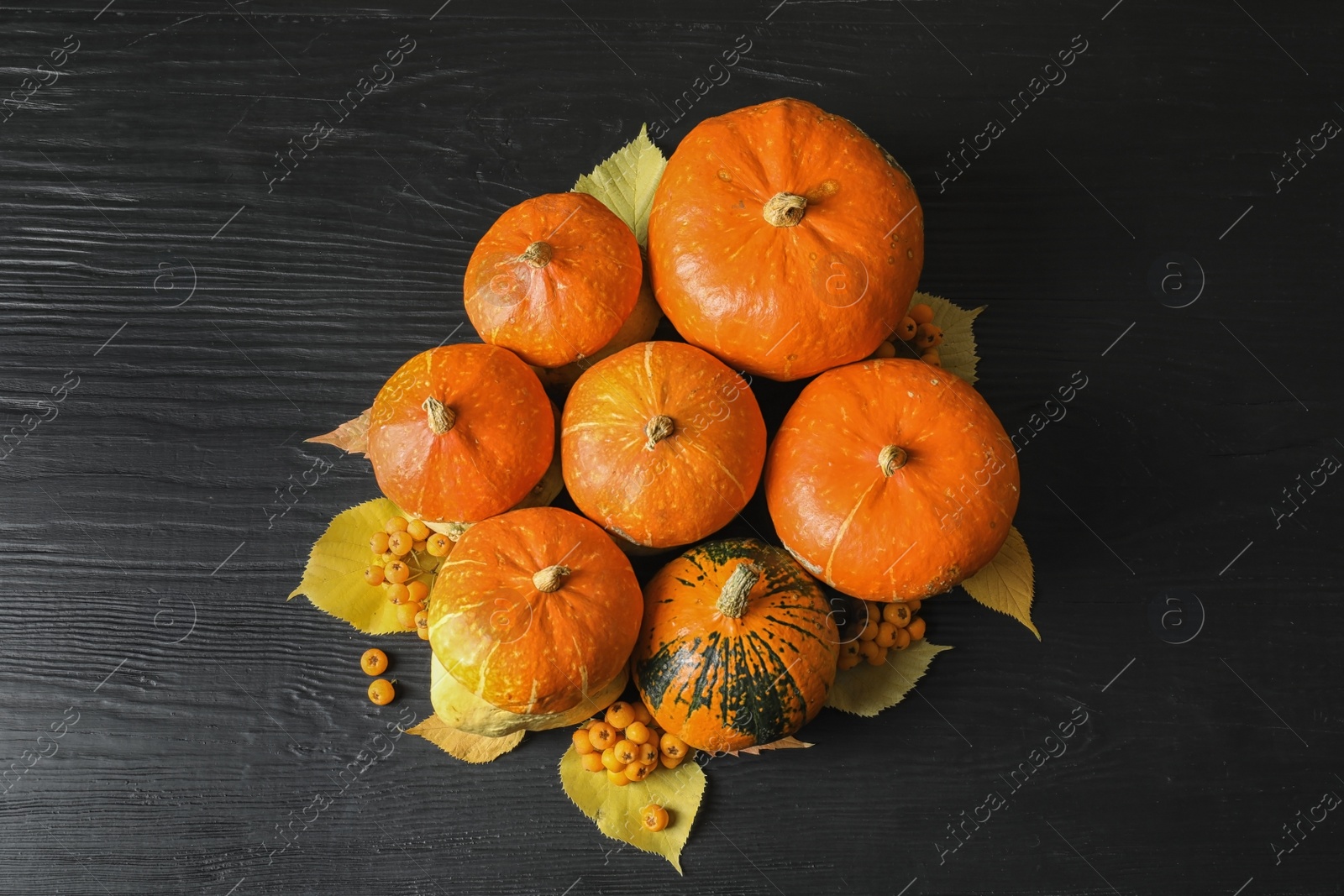 Photo of Orange pumpkins on dark background. Autumn holidays