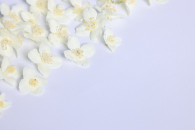 Photo of Beautiful jasmine flowers on white background, closeup. Space for text