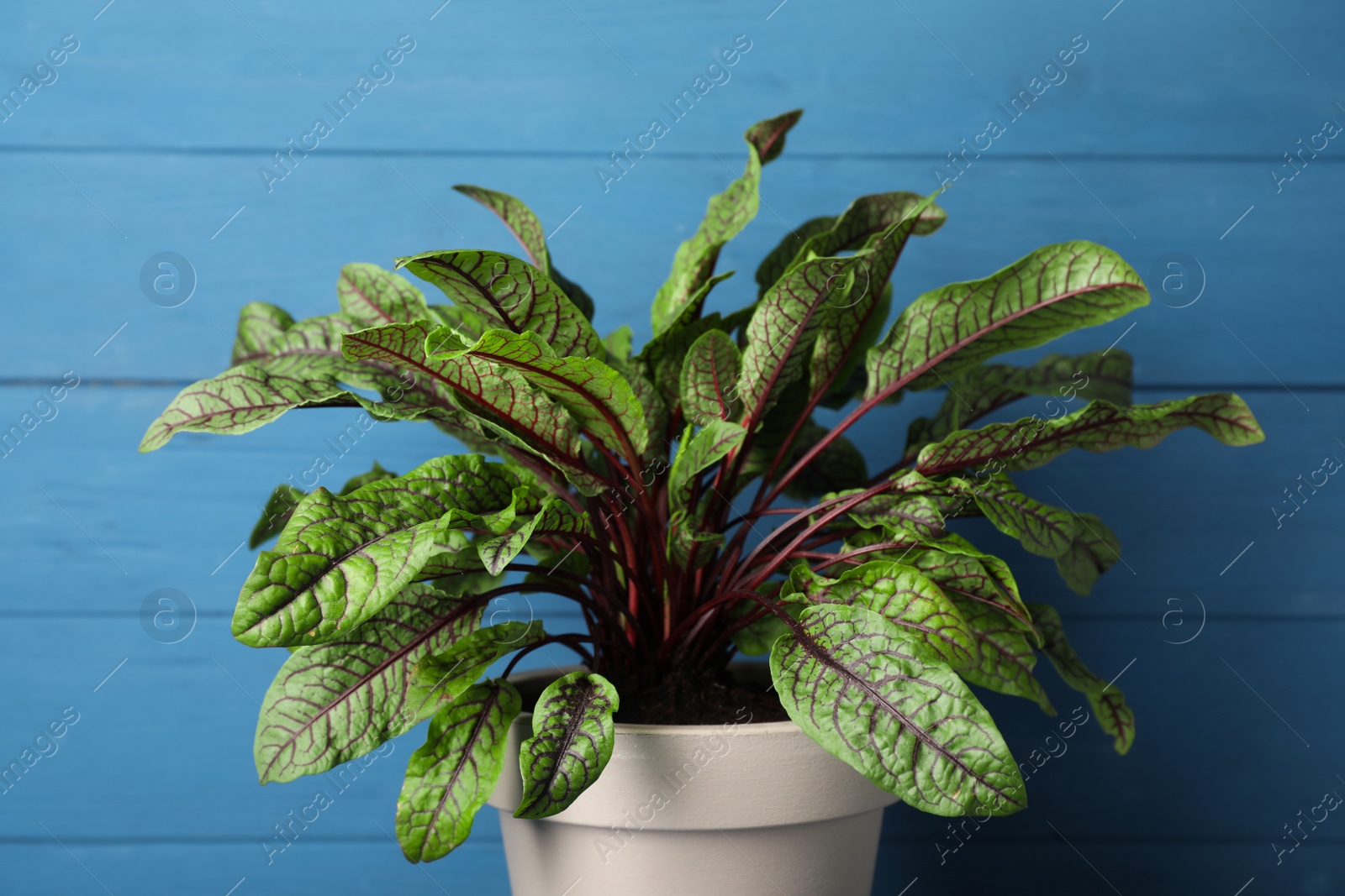 Photo of Sorrel plant in pot on blue wooden background, closeup