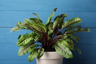 Photo of Sorrel plant in pot on blue wooden background, closeup
