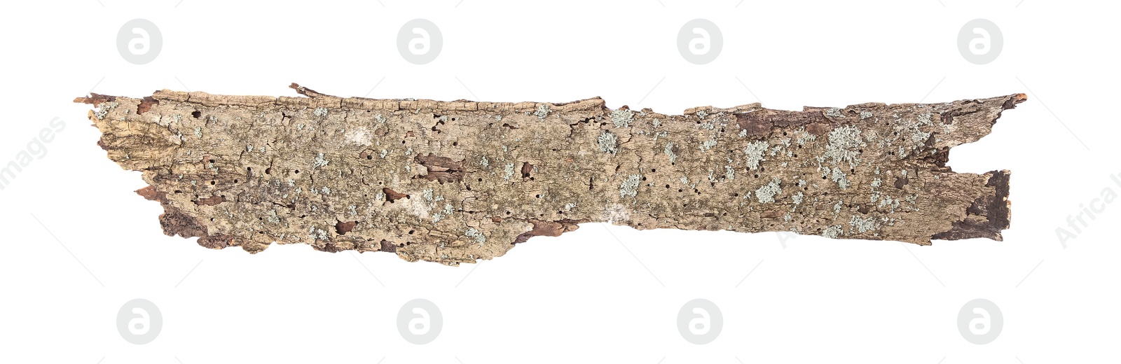 Photo of Tree bark piece on white background, top view