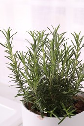 Aromatic green rosemary in pot on white background, closeup