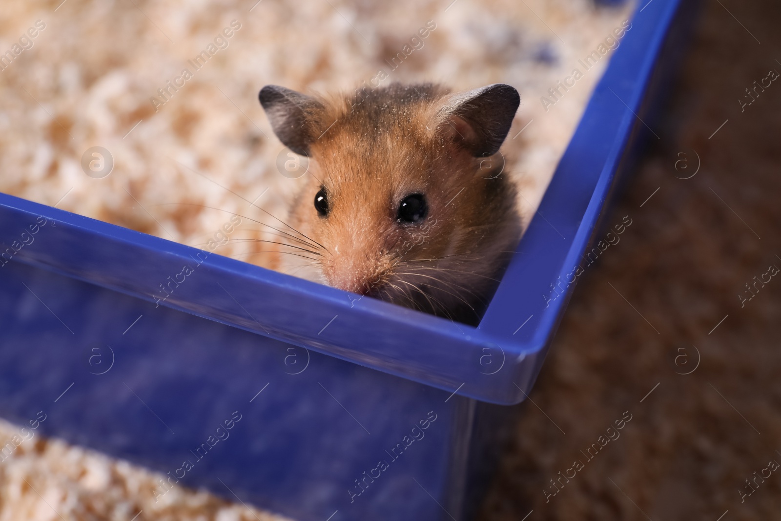 Photo of Cute little fluffy hamster playing in cage