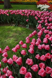 Many different beautiful tulip flowers in park. Spring season