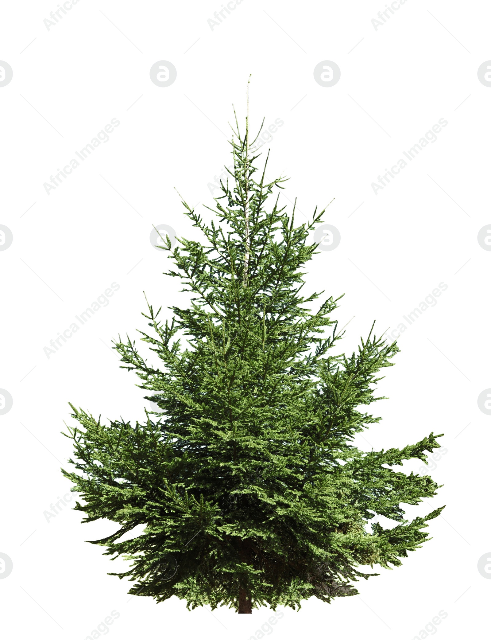 Image of Beautiful fir isolated on white. Christmas tree