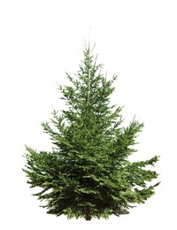 Image of Beautiful fir isolated on white. Christmas tree