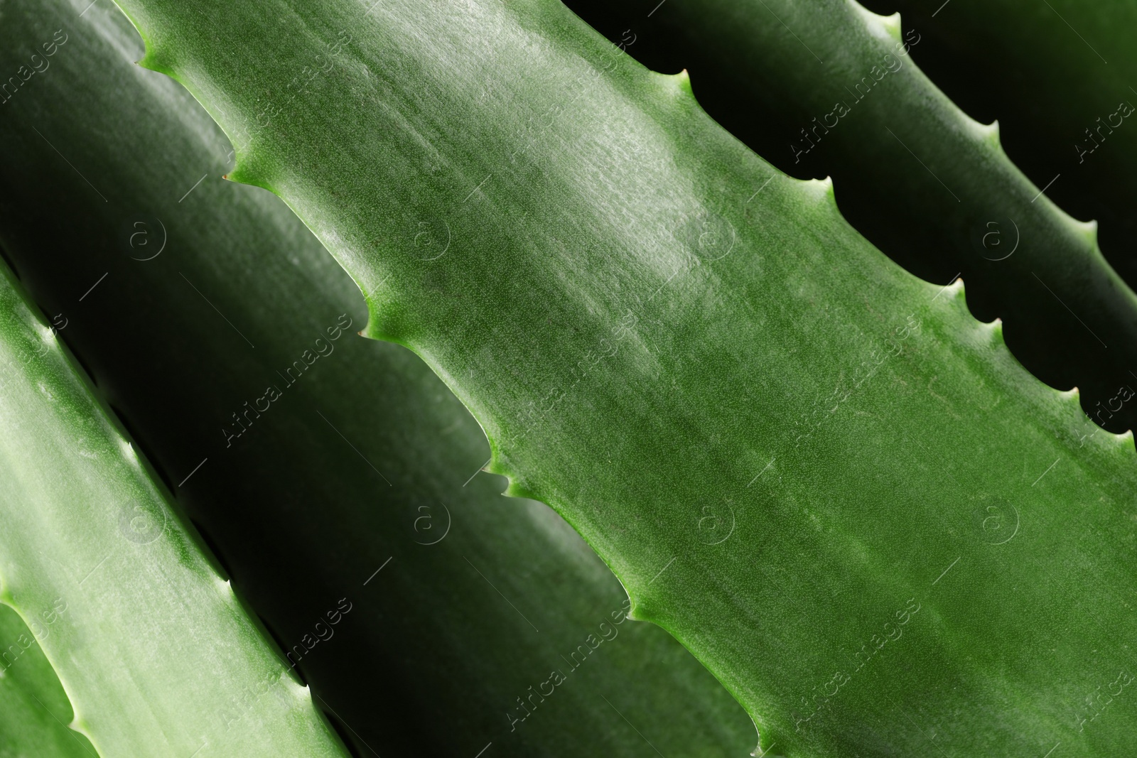 Photo of Fresh aloe vera leaves as background, top view
