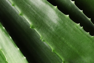 Fresh aloe vera leaves as background, top view