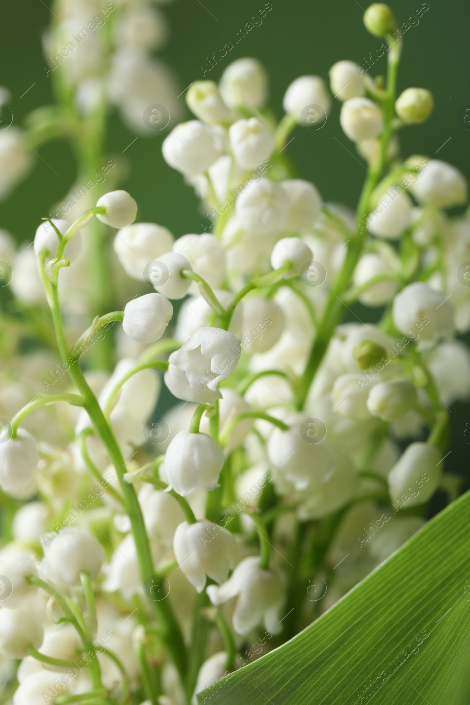 Photo of Beautiful lily of the valley flowers on blurred green background, closeup