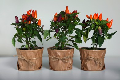 Photo of Capsicum Annuum plants. Many potted multicolor Chili Peppers on light grey background