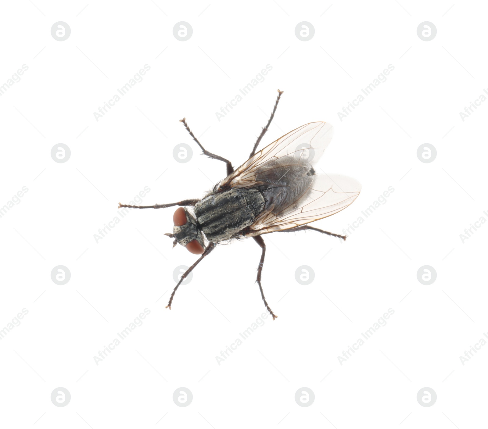 Photo of One common black fly on white background, top view