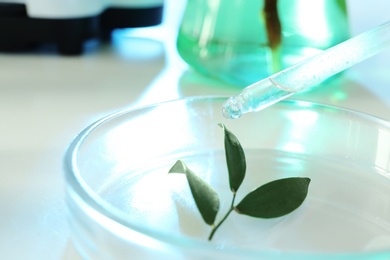 Clear liquid dropping from pipette on plant in Petri dish. Biological chemistry