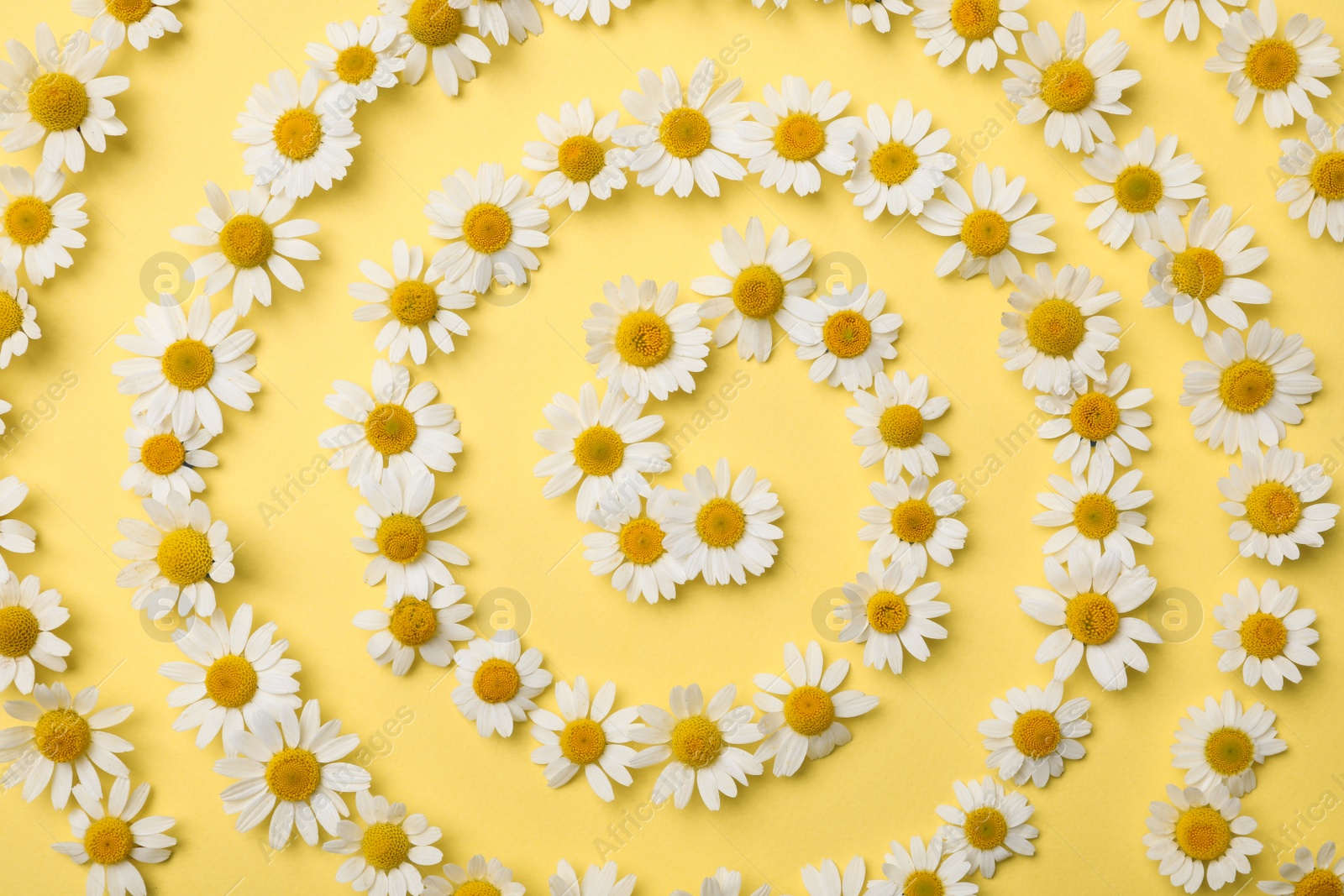 Photo of Flat lay composition with beautiful chamomiles on yellow background