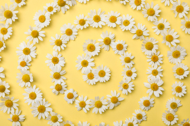 Flat lay composition with beautiful chamomiles on yellow background