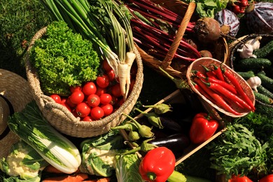 Photo of Different fresh ripe vegetables outdoors on sunny day, above view