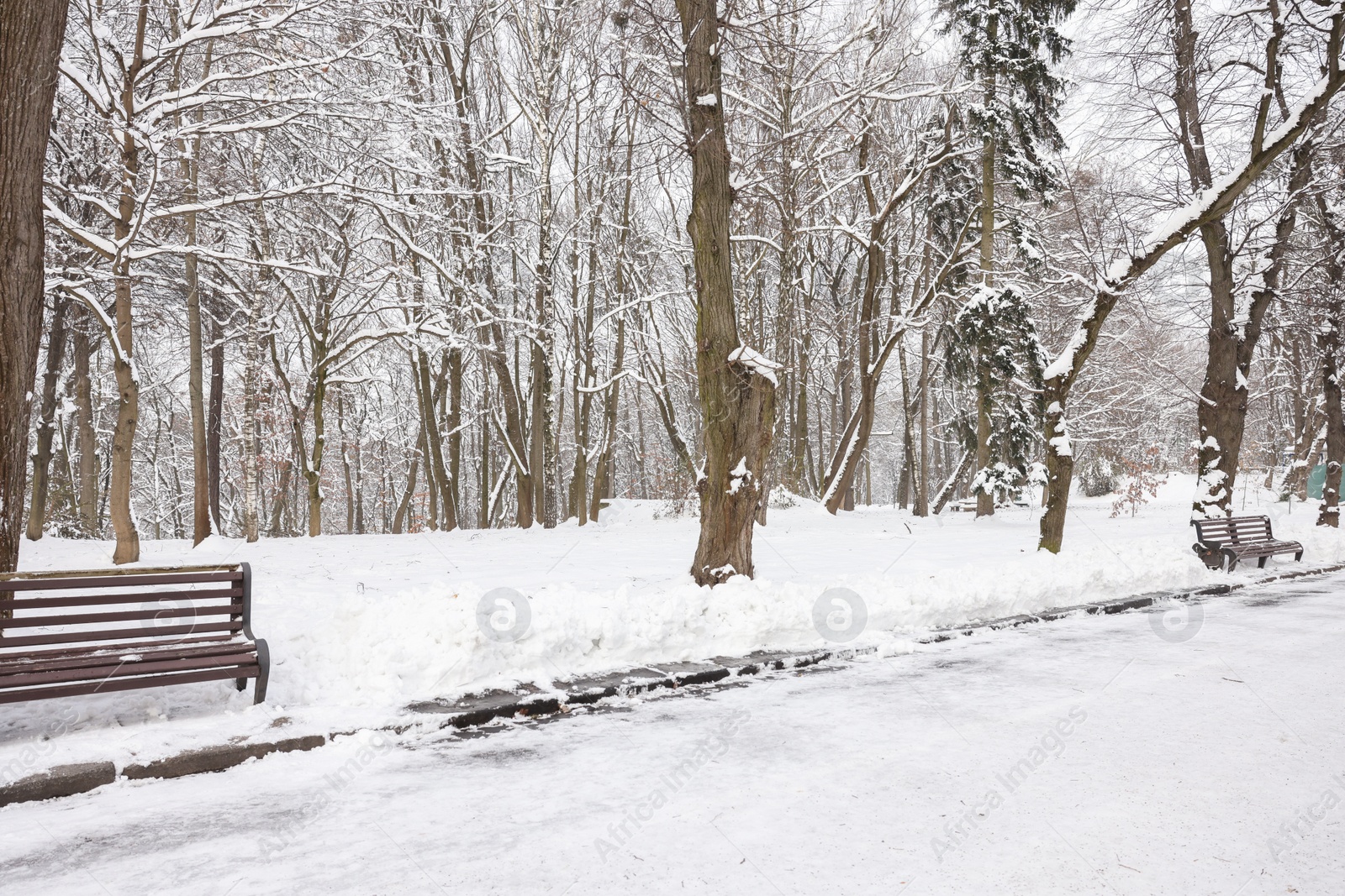 Trees and benches covered with snow in winter park Photo of Trees and benches covered with snow in winter park