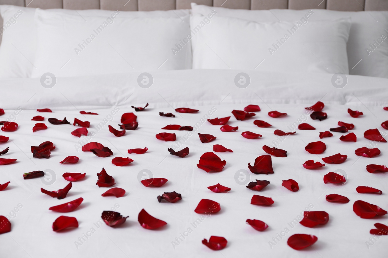 Photo of Beautiful red rose petals on bed in room