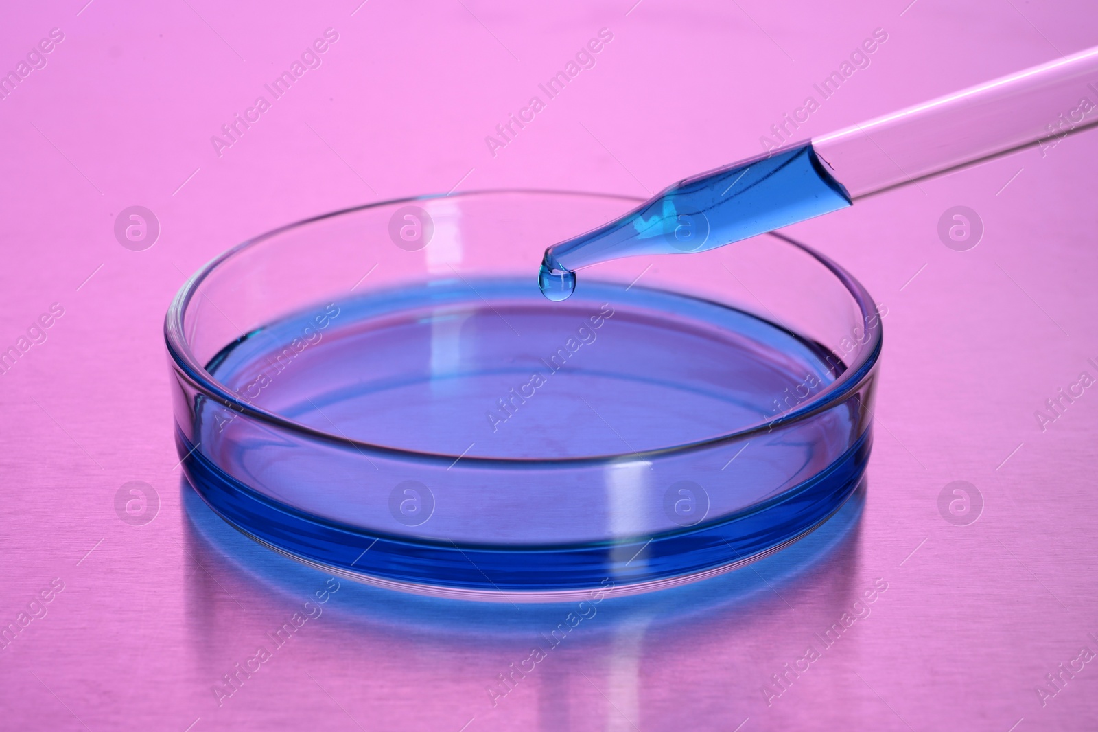 Photo of Dripping blue liquid into Petri dish with sample on table, toned in pink