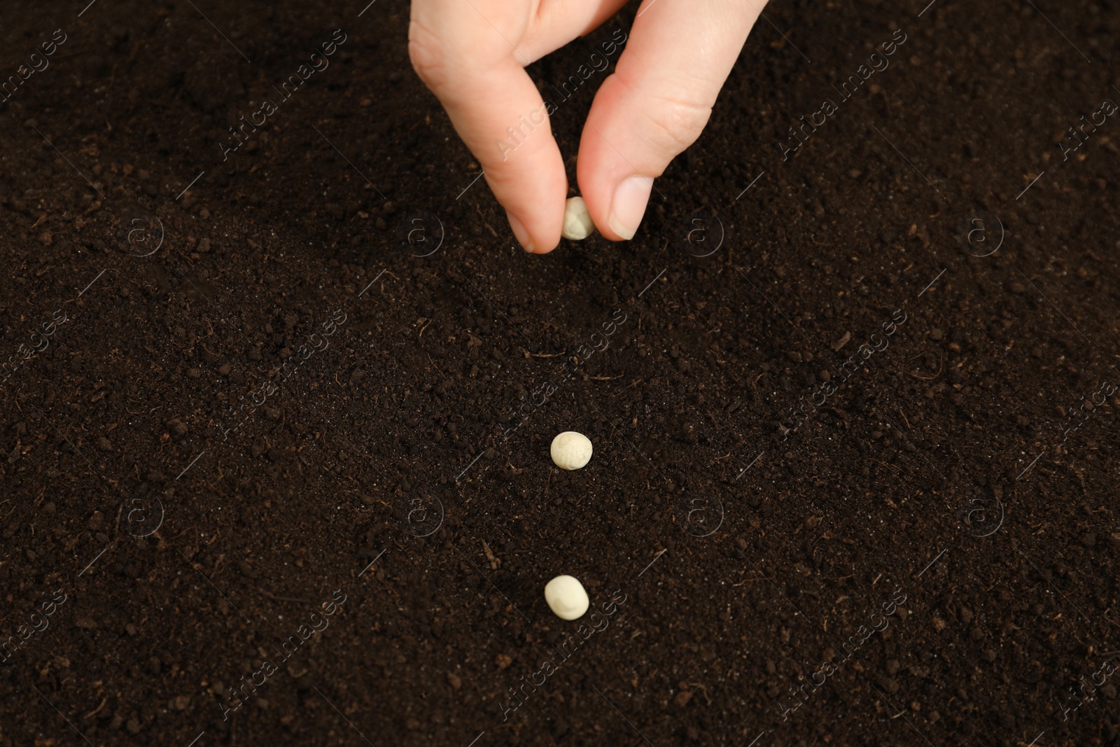 Photo of Woman planting soybeans into fertile soil, closeup. Vegetable seeds