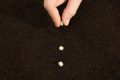 Woman planting soybeans into fertile soil, closeup. Vegetable seeds