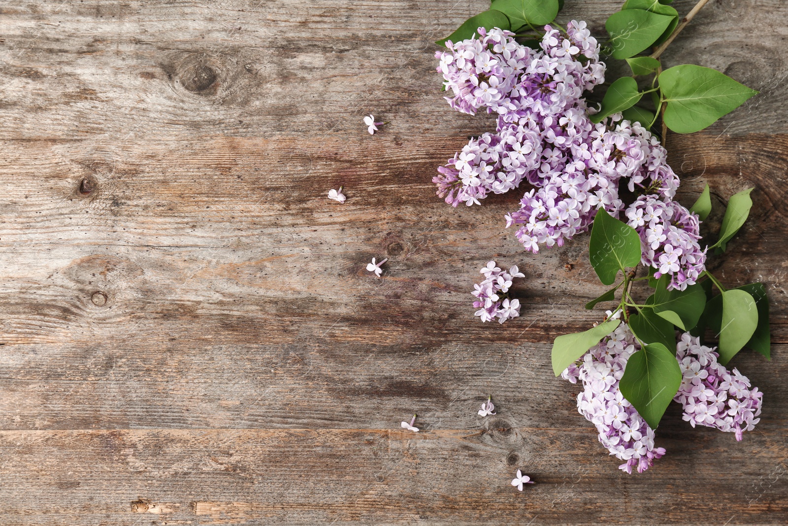 Photo of Blossoming lilac on wooden background, top view. Spring flowers