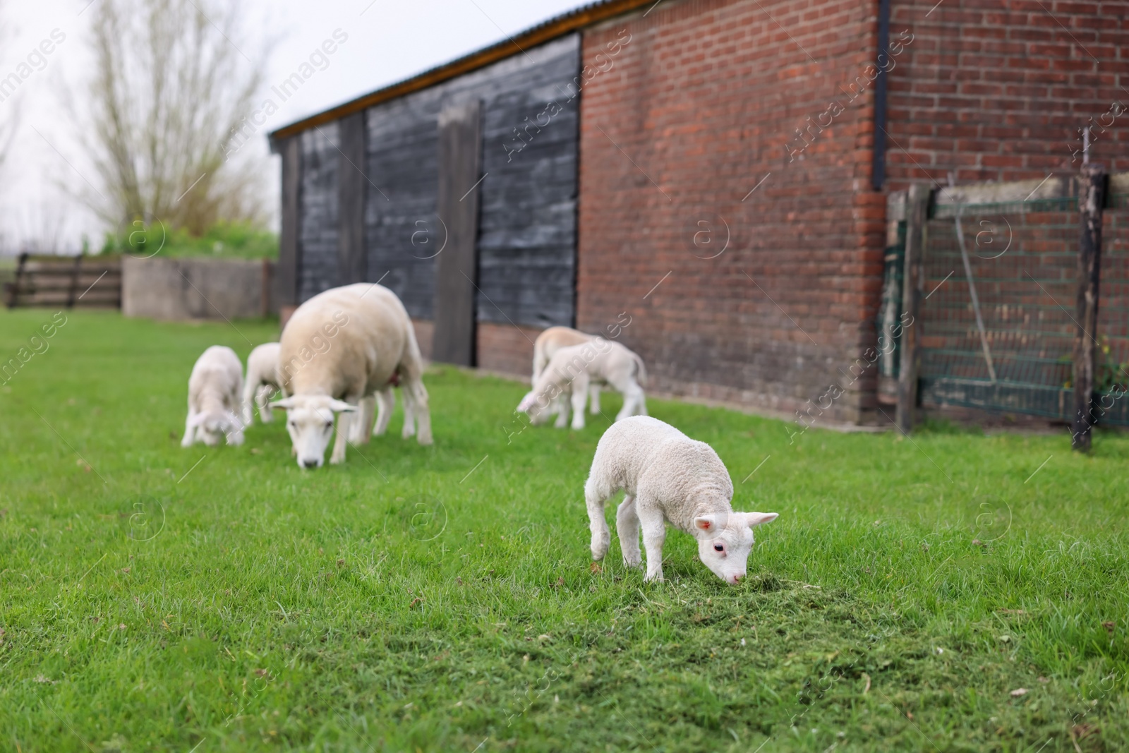 Photo of Beautiful sheep with cute lambs in farmyard