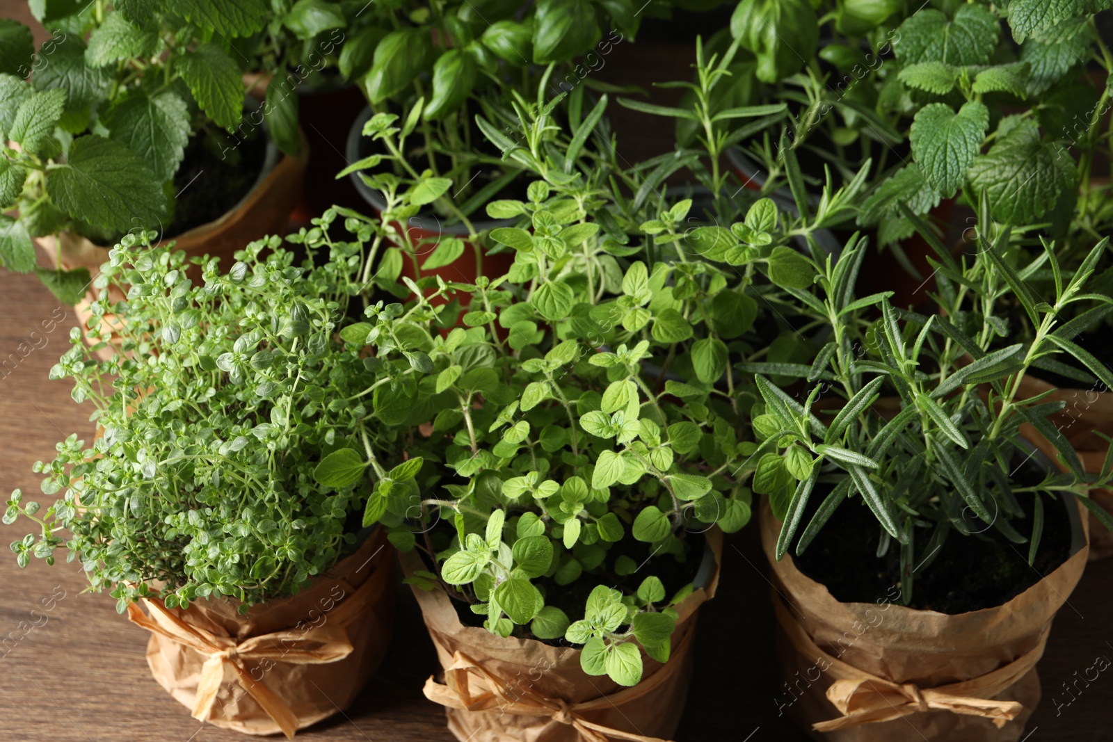 Photo of Different aromatic potted herbs on wooden table, closeup