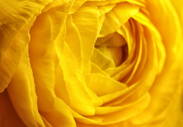 Photo of Closeup view of beautiful blooming ranunculus flower as background. Floral decor